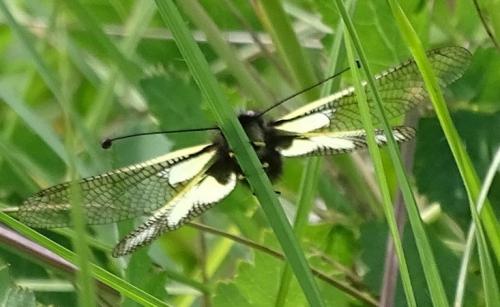 Libelloides coccajus